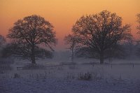 Eichen im Abendlicht Elbtal