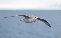 Eissturmvogel Gleitflug