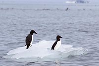 Dickschnabellummen 2 Scholle