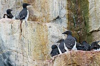 Dickschnabellummen auf Sims