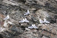 Dreizehenmoewen bruetend