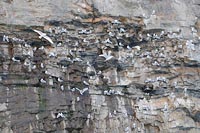 Dreizehenmoewen Brutkolonie