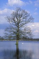 Eiche im Hochwasser