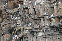 Dreizehenmoewen Kolonie