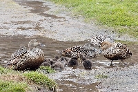 Eiderenten Kindergarten