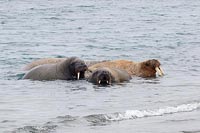 Walross 4 im Meer liegend