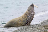 Walross am Spuelsaum