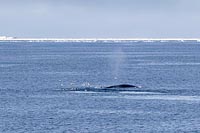 Finnwale Blas Moewen