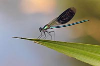 Gebaenderte Prachtlibelle a Bl