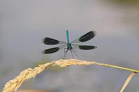 Gebaenderte Prachtlibelle Anfl