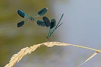 Gebaenderte Prachtlibelle Zank