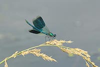 Gebaenderte Prachtlibelle Balz