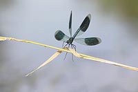 Gebaenderte Prachtlibelle land