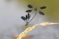 Gebaenderte Prachtlibelle Stre