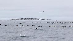 Dickschnabellummen fischend