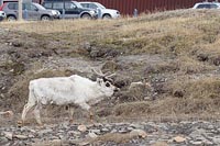 Rentier in Longyearbyen