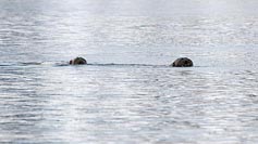 Walross 2 schwimmend