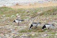 Weisswangengaense grasend