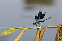 Gebaenderte Prachtlibelle Halm