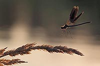 Gebaenderte Prachtlibelle i Fl