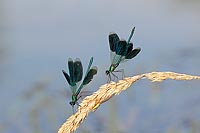 Gebaenderte Prachtlibellen m S