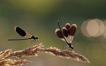 Gebaenderte Prachtlibellen 2 m