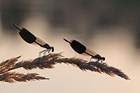 Gebaenderte Prachtlibellen 2 B