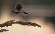 Gebaenderte Prachtlibelle m Be