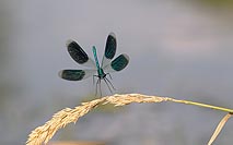 Gebaenderte Prachtlibelle fron