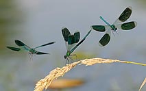 Gebaenderte Prachtlibelle 3 Ma