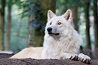 Hudson Bay Wolf auf Stamm