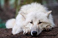 Hudson Bay Wolf flach liegend