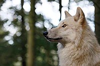 Hudson Bay Wolf Flaris