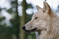 Hudson Bay Wolf Gegenlicht