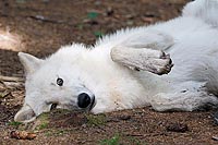 Hudson Bay Wolf kindl Haltung