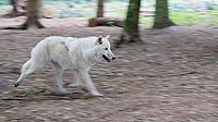 Hudson Bay Wolf laufend