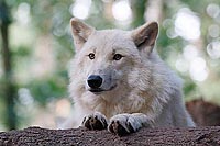 Hudson Bay Wolf liegend Flaris