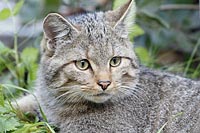 Wildkatze Kopfportrait