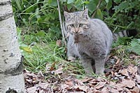Wildkatze mit Maus im Fang