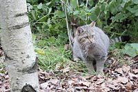 Wildkatze mit Maus im Maul