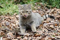 Wildkatze sitzend Zunge