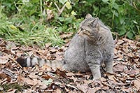 Wildkatze sitzend zurueck scha