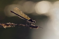 Gebaenderte Prachtlibelle weib