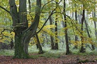 Buche alte Dar�er Wald