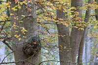Buche Detail mit Herbstlaub