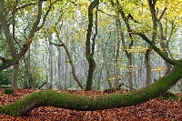 Buche Schlange Dar�er Wald