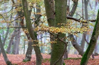 Buchen Aeste mit Herbstlaub