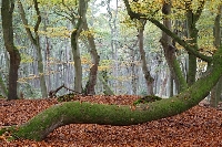 Buchen Baumschlange Dar�