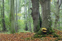 Buchen mit Baumpilzen