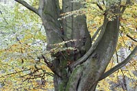 Buchenstamm Detail Herbst